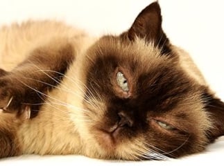 Scanner pour chat